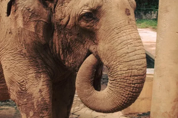 Zoologico de São Paulo