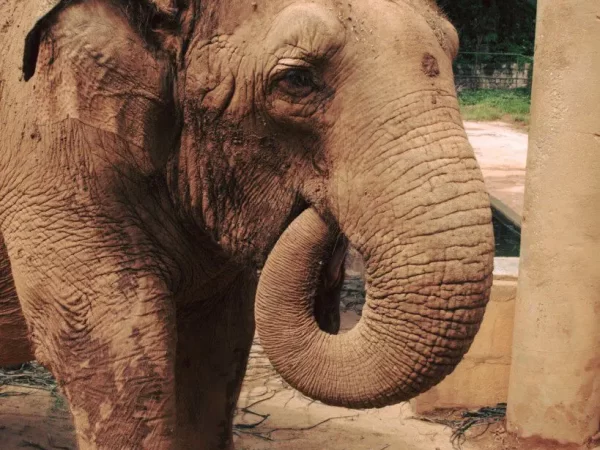 Zoologico de São Paulo