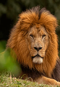 Zoológico e Aquário