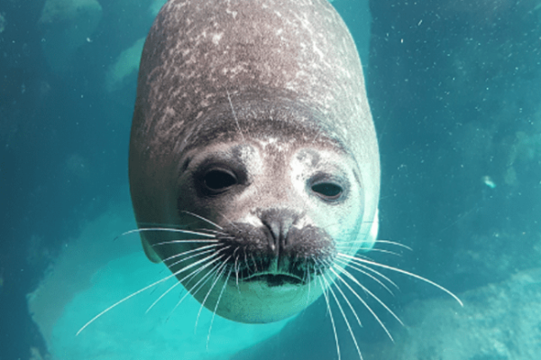 Aquário de São Paulo