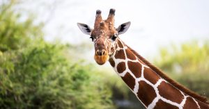 Cupom 20% Zoológico e Simba Safari