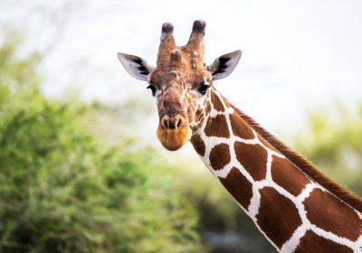 Cupom 20% OFF para o Simba Safari, Zoológico e Jardim Botânico | Código GUIASPZOO